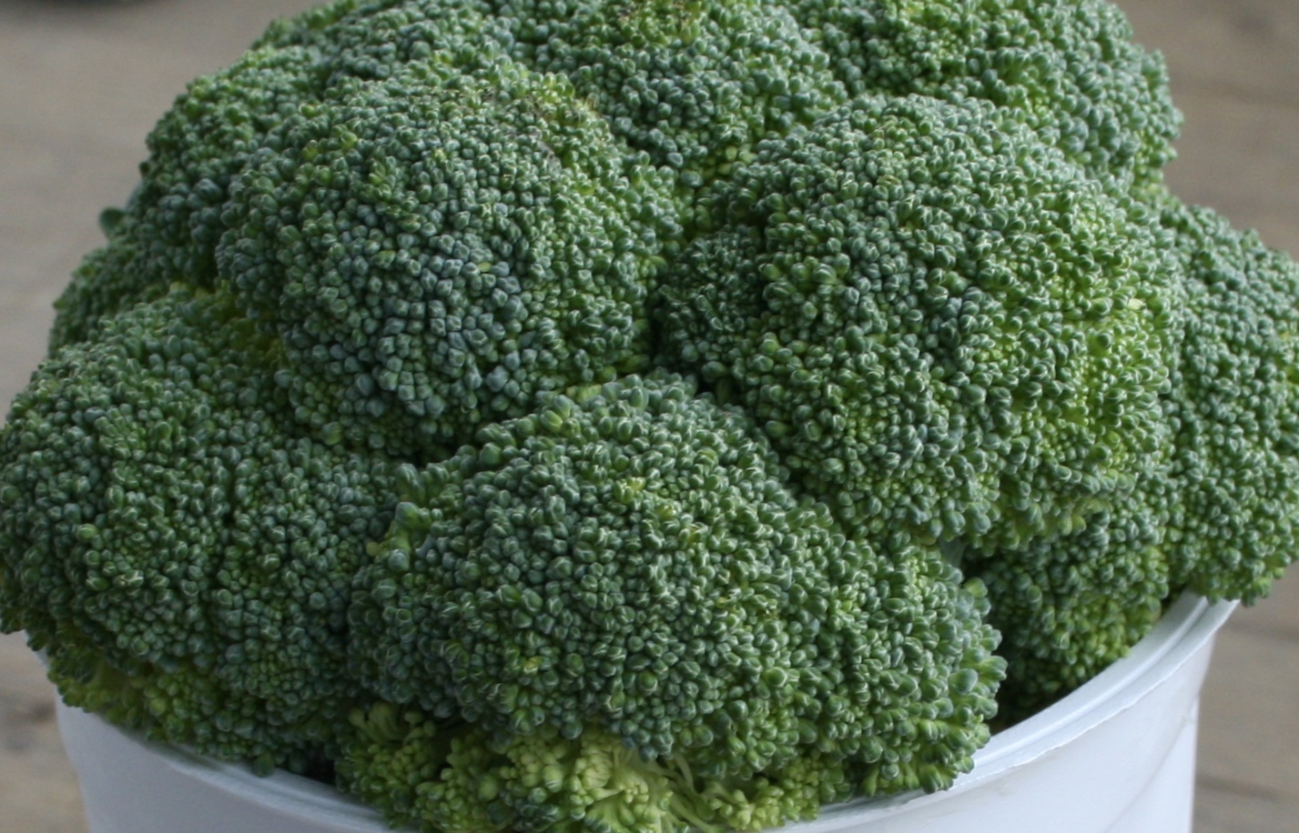 Broccoli in the Bin?